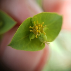 Euphorbia biumbellata