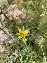 Tragopogon pseudocastellanus
