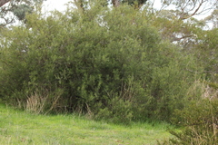 Acacia rupicola