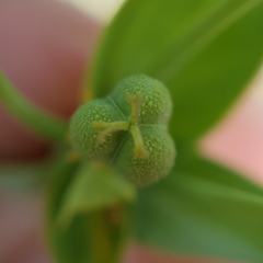 Euphorbia biumbellata