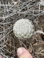 Echinomastus erectocentrus