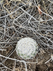 Echinomastus erectocentrus