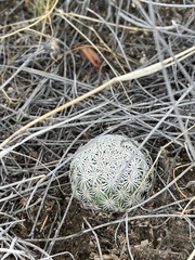 Echinomastus erectocentrus