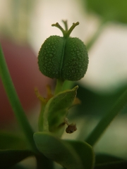 Euphorbia biumbellata