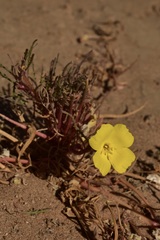 Eulobus sceptrostigma