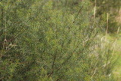 Acacia rupicola
