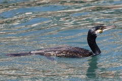Phalacrocorax carbo