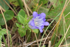 Gentiana affinis ovata