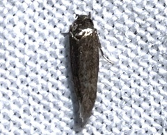 Periploca nigra