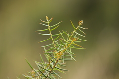 Acacia rupicola