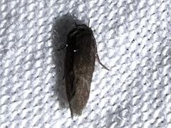 Periploca nigra