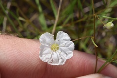 Stylisma pickeringii pattersonii