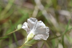 Stylisma pickeringii pattersonii