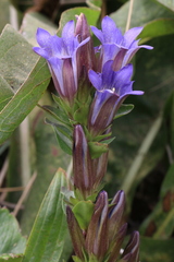 Gentiana affinis ovata