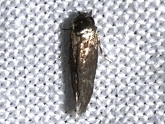Periploca nigra