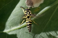 Ancistrocerus catskill