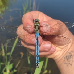 Anax imperator