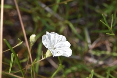 Stylisma pickeringii pattersonii