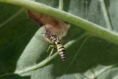 Ancistrocerus catskill