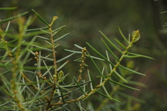 Acacia rupicola