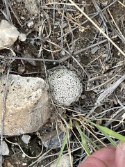 Echinomastus erectocentrus