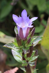Gentiana affinis ovata