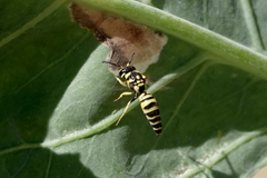 Ancistrocerus catskill