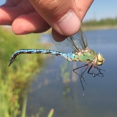 Anax imperator