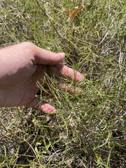 Stylisma pickeringii pattersonii