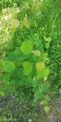 Populus tremula