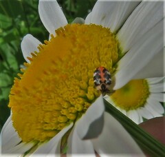 Anthrenus scrophulariae
