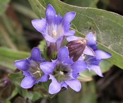 Gentiana affinis ovata