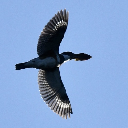 Belted Kingfisher photographed in New York