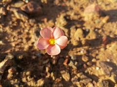 Oxalis pardales
