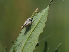 Urophora stylata