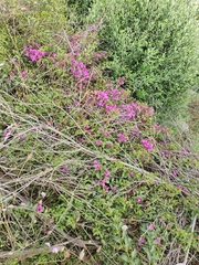Bougainvillea glabra