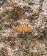 Ischnurges luteomarginalis