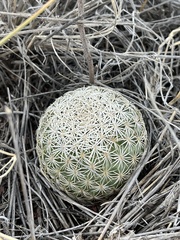 Echinomastus erectocentrus