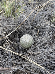 Echinomastus erectocentrus