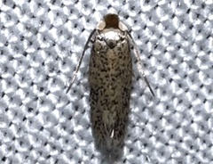 Zimmermannia obrutella