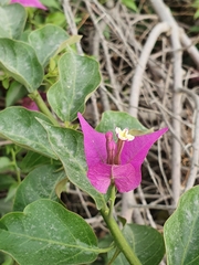 Bougainvillea glabra