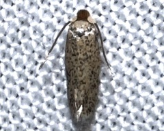 Zimmermannia obrutella