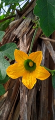 Cucurbita pedatifolia
