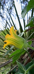 Cucurbita pedatifolia