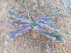 Othonna auriculifolia
