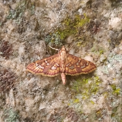 Ischnurges gratiosalis
