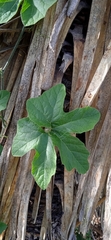 Cucurbita pedatifolia