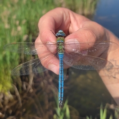 Anax imperator