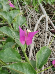 Bougainvillea glabra