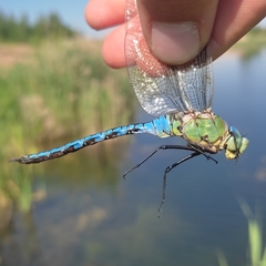 Anax imperator